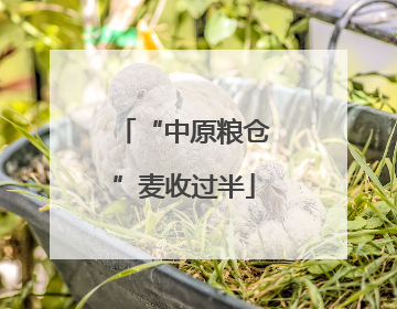 “中原粮仓”麦收过半