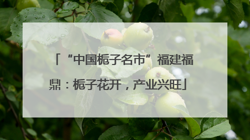 “中国栀子名市”福建福鼎：栀子花开，产业兴旺