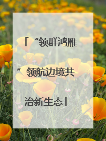 “领群鸿雁”领航边境共治新生态