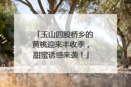 玉山四股桥乡的黄桃迎来丰收季，甜蜜诱惑来袭！