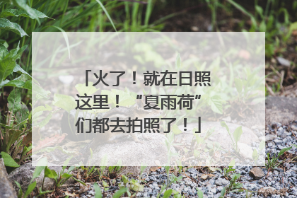 火了！就在日照这里！“夏雨荷”们都去拍照了！