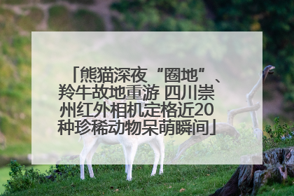 熊猫深夜“圈地”、羚牛故地重游 四川崇州红外相机定格近20种珍稀动物呆萌瞬间