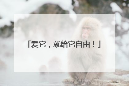 爱它，就给它自由！
