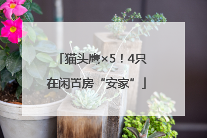 猫头鹰×5！4只在闲置房“安家”