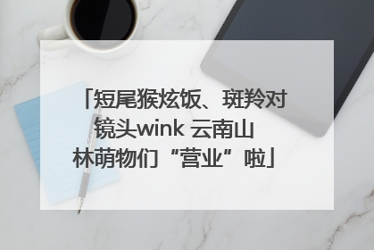 短尾猴炫饭、斑羚对镜头wink 云南山林萌物们“营业”啦