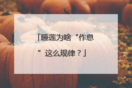 睡莲为啥“作息”这么规律？