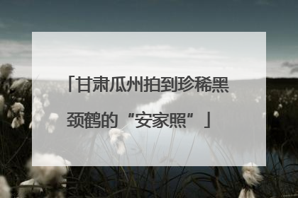 甘肃瓜州拍到珍稀黑颈鹤的“安家照”