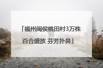 福州闽侯桃田村3万株百合盛放 芬芳扑鼻
