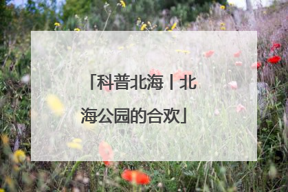 科普北海丨北海公园的合欢