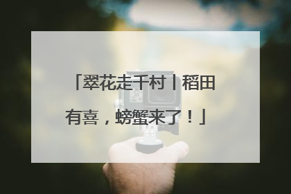 翠花走千村丨稻田有喜，螃蟹来了！