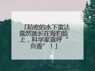精密的水下雷达竟然就长在海豹脸上，科学家直呼“真香”！
