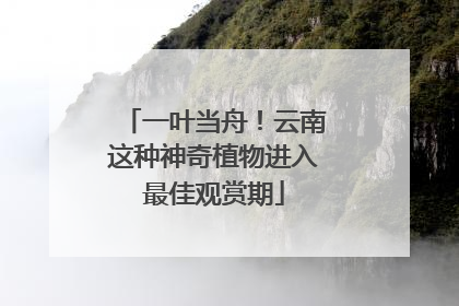 一叶当舟！云南这种神奇植物进入最佳观赏期