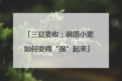 三夏麦收：弱筋小麦如何变得“强”起来
