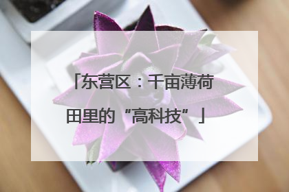东营区：千亩薄荷田里的“高科技”