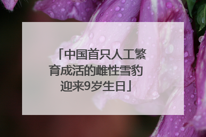 中国首只人工繁育成活的雌性雪豹迎来9岁生日