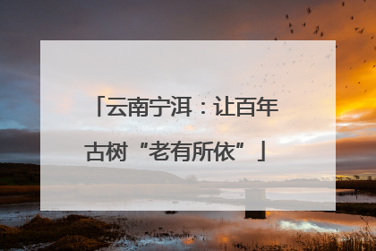 云南宁洱：让百年古树“老有所依”