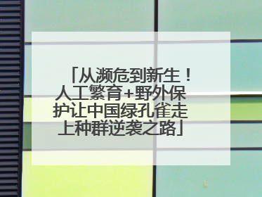 从濒危到新生！人工繁育+野外保护让中国绿孔雀走上种群逆袭之路