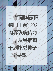 华南国家植物园上演“多肉界玫瑰传奇”，从呆萌树干到炸裂种子全是戏！