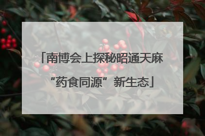 南博会上探秘昭通天麻“药食同源”新生态