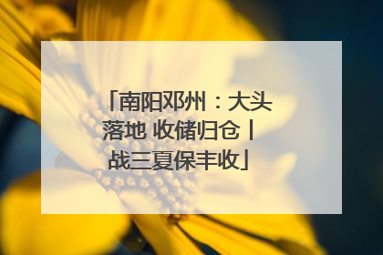南阳邓州：大头落地 收储归仓丨战三夏保丰收