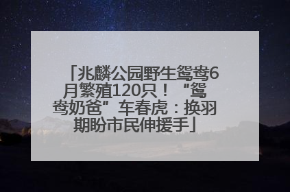 兆麟公园野生鸳鸯6月繁殖120只！“鸳鸯奶爸”车春虎：换羽期盼市民伸援手