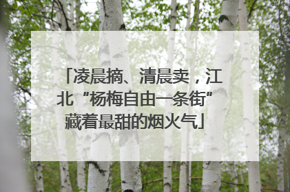 凌晨摘、清晨卖，江北“杨梅自由一条街”藏着最甜的烟火气