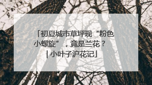 初夏城市草坪现“粉色小螺旋”，竟是兰花？ | 小叶子沪花记