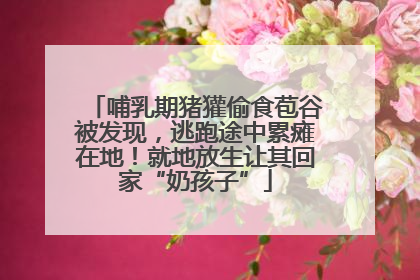 哺乳期猪獾偷食苞谷被发现，逃跑途中累瘫在地！就地放生让其回家“奶孩子”