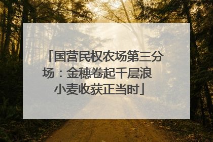 国营民权农场第三分场：金穗卷起千层浪 小麦收获正当时