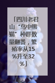 四川老君山“鸟中熊猫”种群数量翻番，繁殖率从15%升至32%