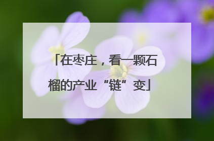 在枣庄，看一颗石榴的产业“链”变