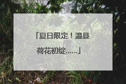 夏日限定！温县荷花初绽……