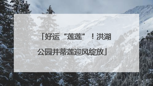 好运“莲莲”！洪湖公园并蒂莲迎风绽放