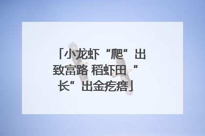 小龙虾“爬”出致富路 稻虾田“长”出金疙瘩
