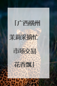 广西横州茉莉采摘忙 市场交易花香飘