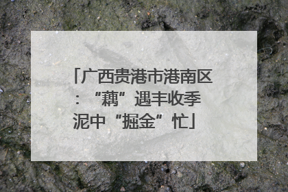 广西贵港市港南区：“藕”遇丰收季 泥中“掘金”忙