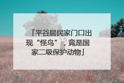 平谷居民家门口出现“怪鸟”，竟是国家二级保护动物