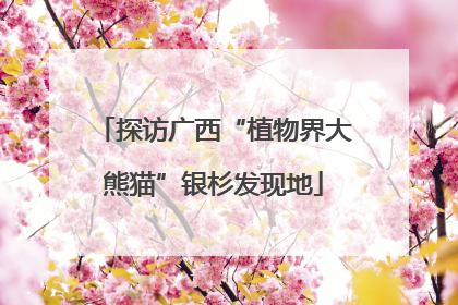 探访广西“植物界大熊猫”银杉发现地