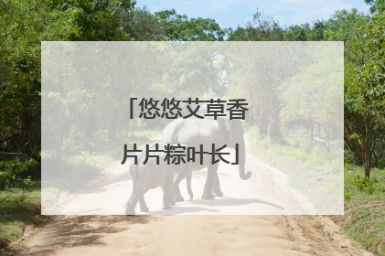 悠悠艾草香 片片粽叶长