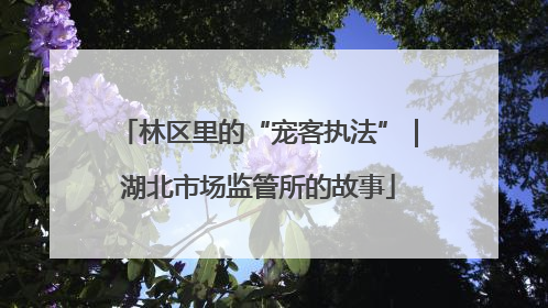 林区里的“宠客执法”｜湖北市场监管所的故事