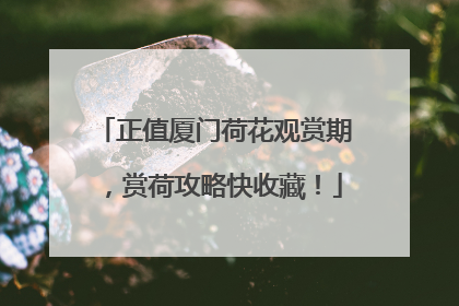正值厦门荷花观赏期，赏荷攻略快收藏！
