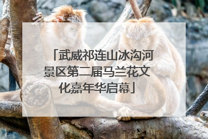 武威祁连山冰沟河景区第二届马兰花文化嘉年华启幕