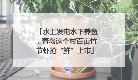 水上发电水下养鱼，青岛这个村百亩竹节虾抢“鲜”上市