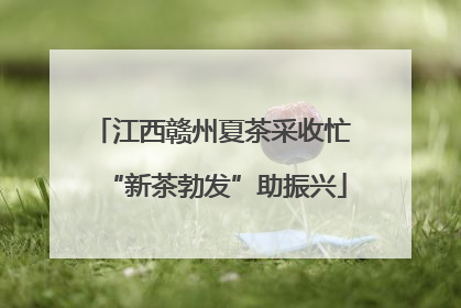 江西赣州夏茶采收忙 “新茶勃发”助振兴