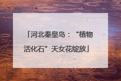 河北秦皇岛：“植物活化石”天女花绽放