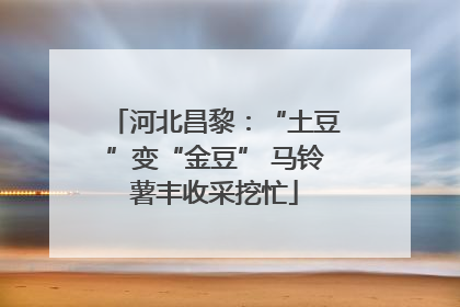 河北昌黎：“土豆”变“金豆” 马铃薯丰收采挖忙
