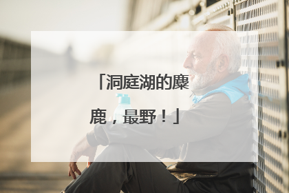 洞庭湖的麋鹿，最野！