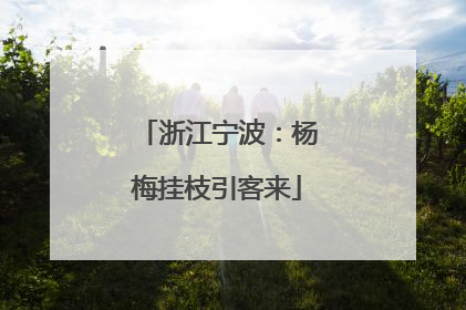 浙江宁波：杨梅挂枝引客来