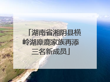 湖南省湘阴县横岭湖麋鹿家族再添三名新成员