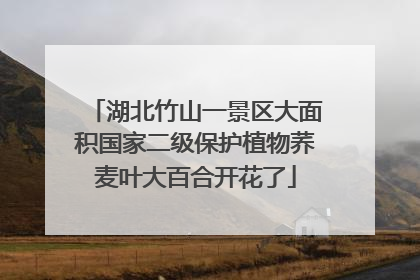 湖北竹山一景区大面积国家二级保护植物荞麦叶大百合开花了